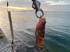 キジハタの釣果