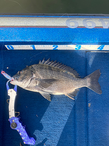 クロダイの釣果