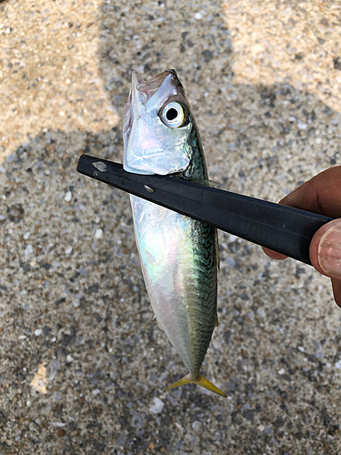 サバの釣果