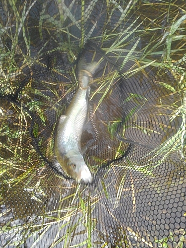 ケタバスの釣果