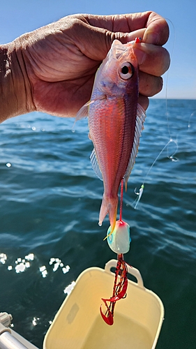 イトヨリダイの釣果