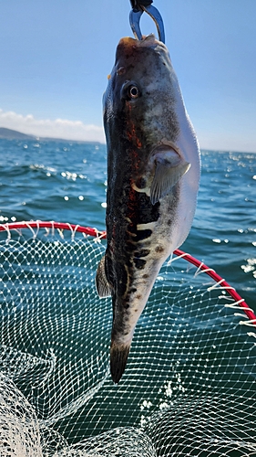 トラフグの釣果