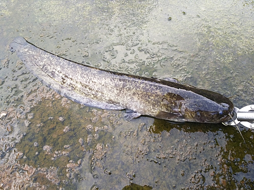 マナマズの釣果