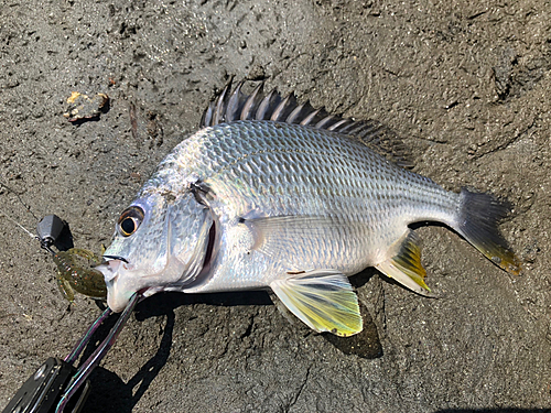 キビレの釣果