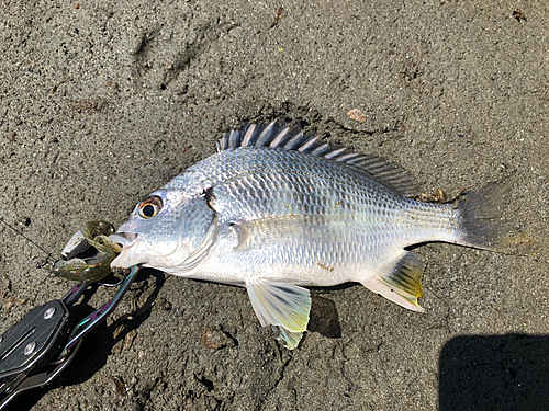 キビレの釣果