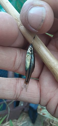 クチボソの釣果