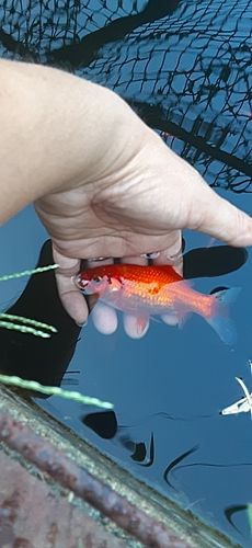 キンギョの釣果