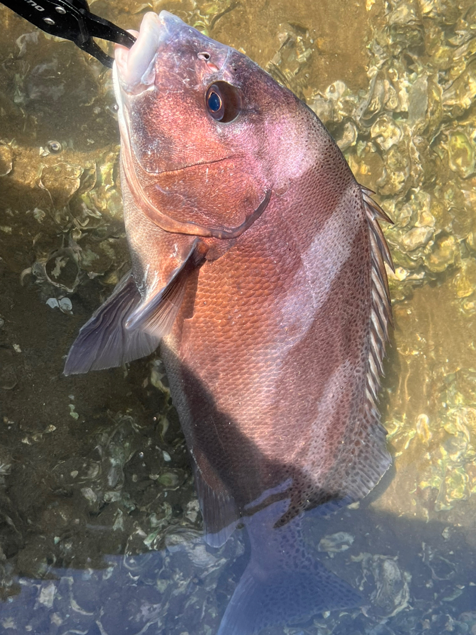 コショウダイ