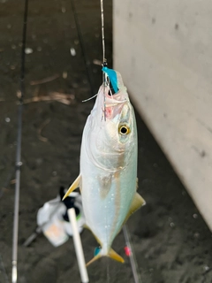 ワカシの釣果