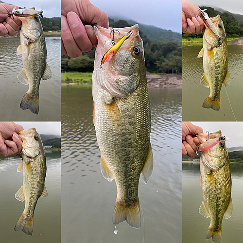 ブラックバスの釣果