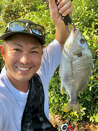 キビレの釣果