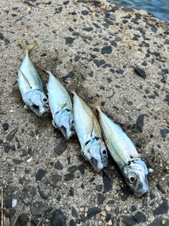 アジの釣果