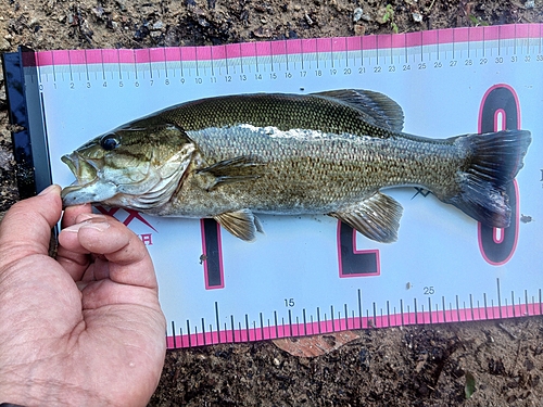 スモールマウスバスの釣果