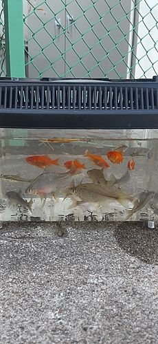 タイリクバラタナゴの釣果