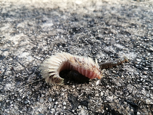 ケムシカジカの釣果