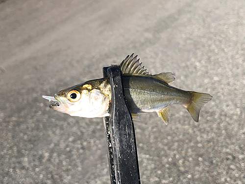 セイゴ（マルスズキ）の釣果