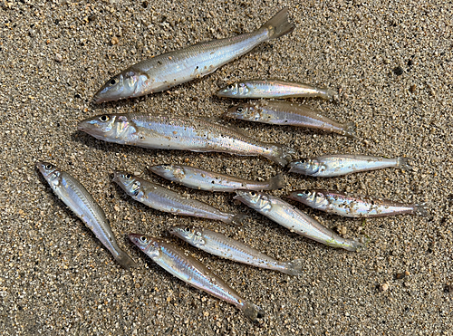 シロギスの釣果