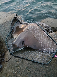 ナルトビエイの釣果