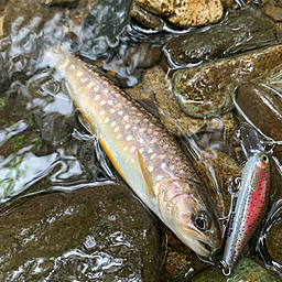 アメマス