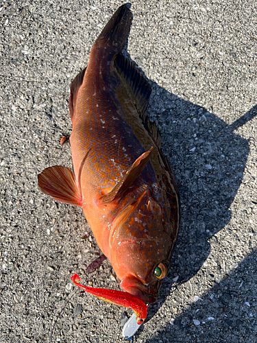 アコウの釣果