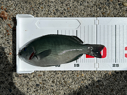 クチブトグレの釣果