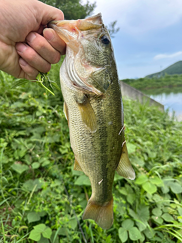 ブラックバスの釣果