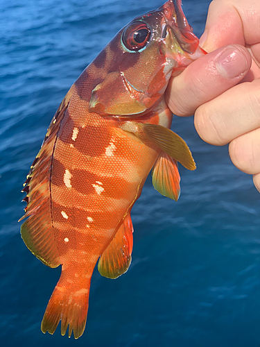 アカハタの釣果