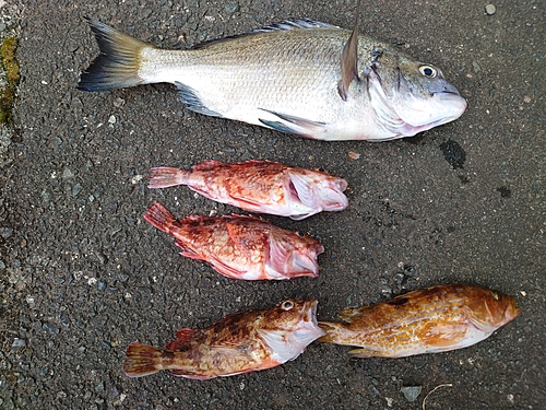 チヌの釣果