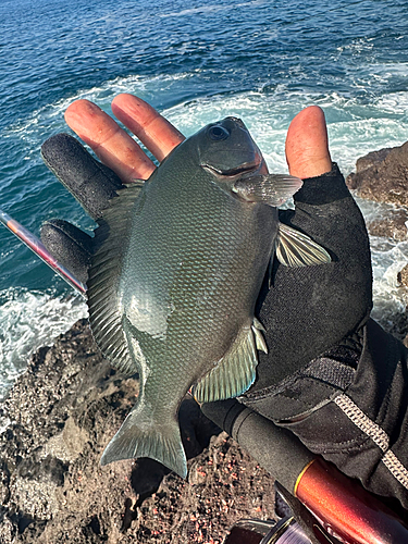 グレの釣果