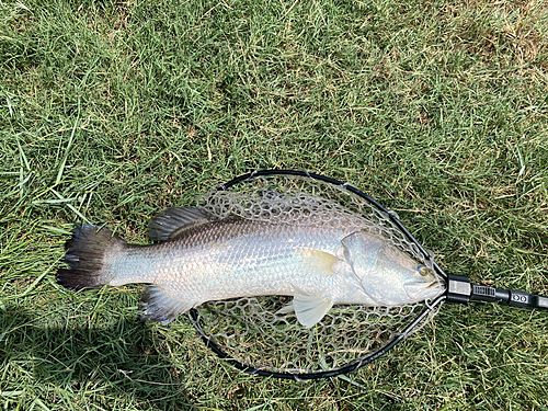 バラマンディの釣果