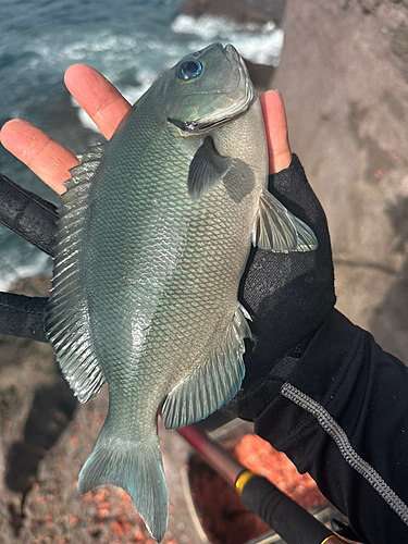 グレの釣果