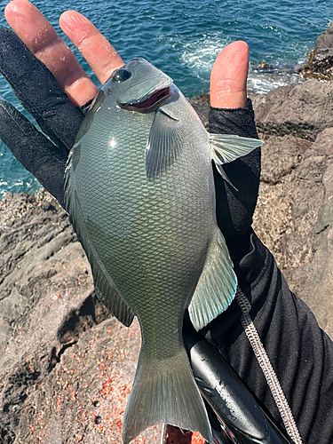 グレの釣果