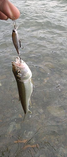 ハスの釣果