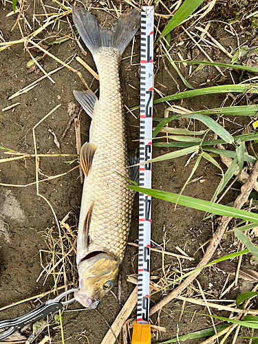 ニゴイの釣果