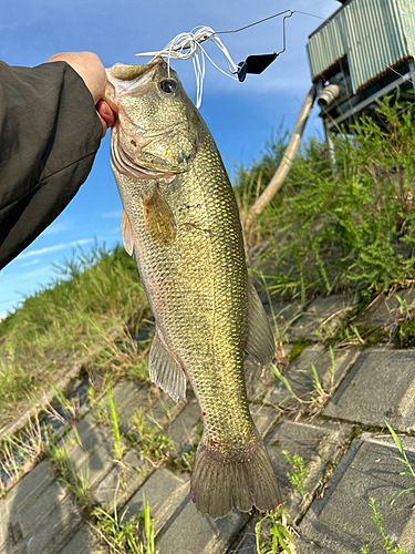 ブラックバスの釣果