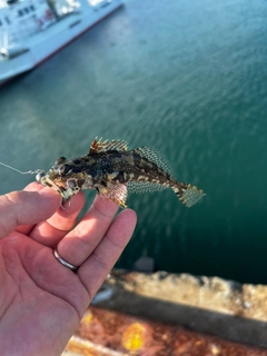 アナハゼの釣果