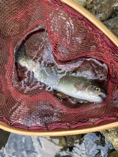 ニジマスの釣果