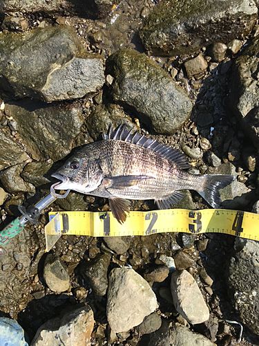 クロダイの釣果