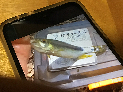 カワムツの釣果