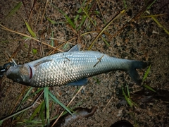 ニゴイの釣果