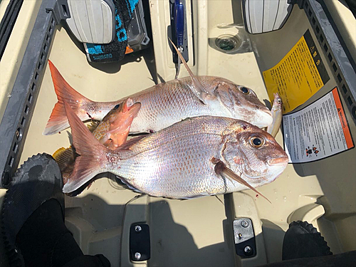 マダイの釣果