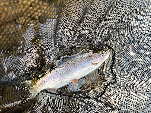 ニジマスの釣果