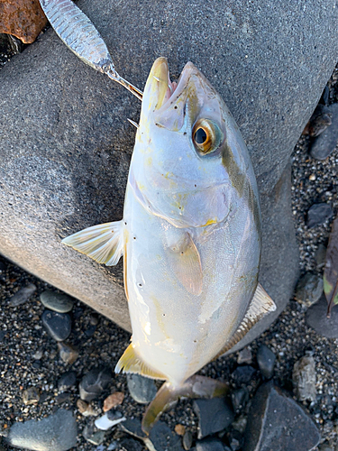 ショゴの釣果