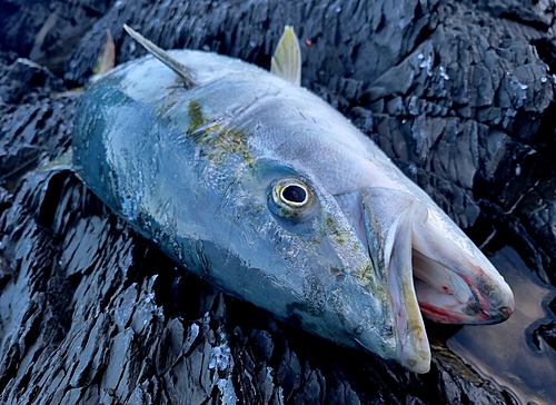 ブリの釣果