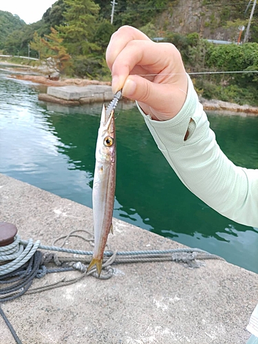 カマスの釣果