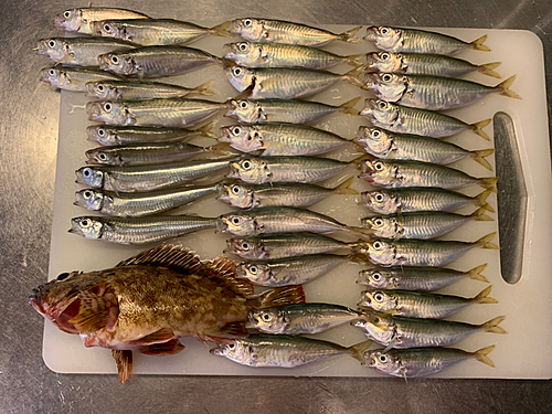 マアジの釣果