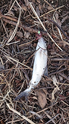 ニゴイの釣果