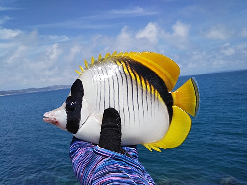 チョウチョウウオの釣果