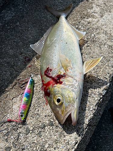 ネリゴの釣果