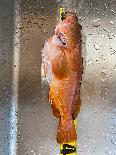 アカハタの釣果